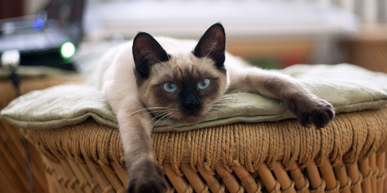 A siamese cat is laying on a wicker ottoman.