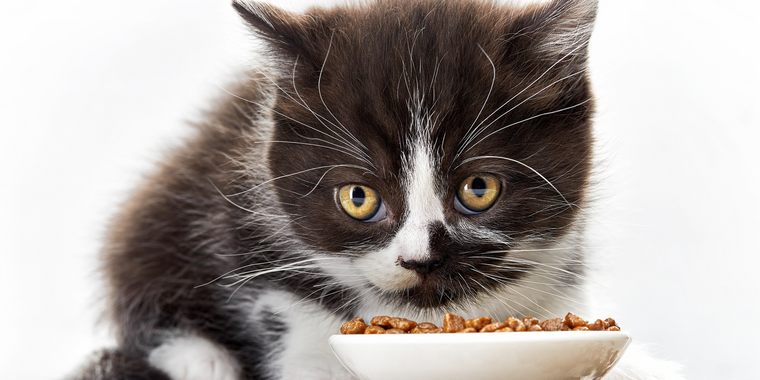 A black and white kitten is sitting next to a bowl of food.