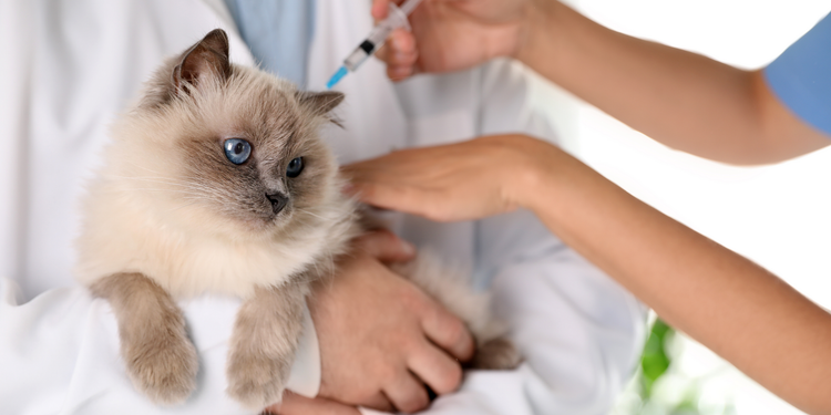 A cat is getting an injection from a veterinarian.