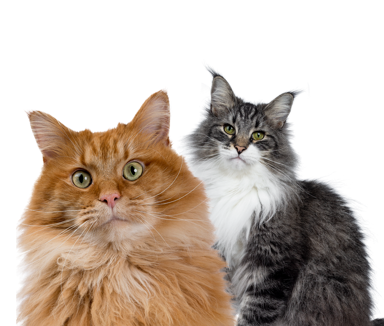 Two fluffy cats are sitting next to each other on a white background