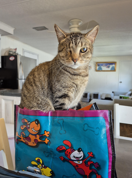 A woman is holding a cat in a cage while a little girl looks on.