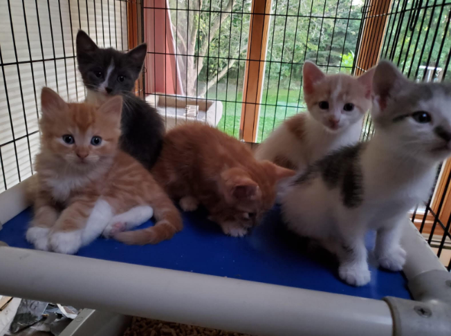 A siamese cat is laying on a wicker ottoman.