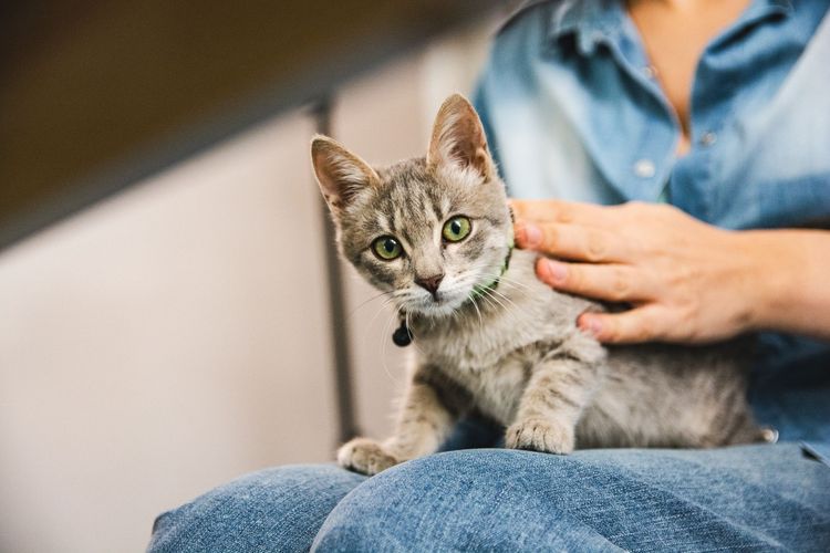 A person is holding a kitten on their lap.