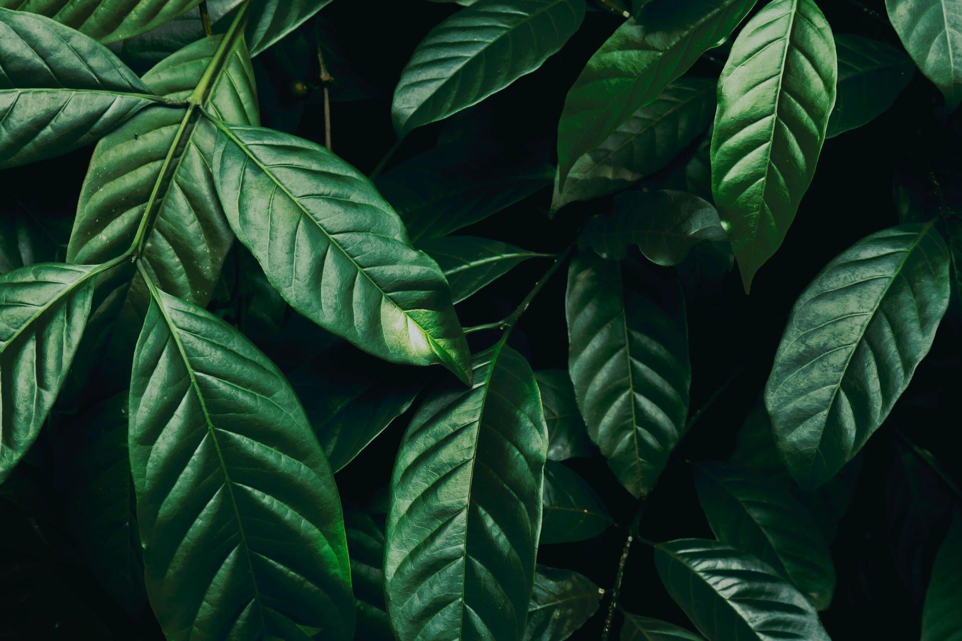 Close-up of deep green leaves with prominent veins.