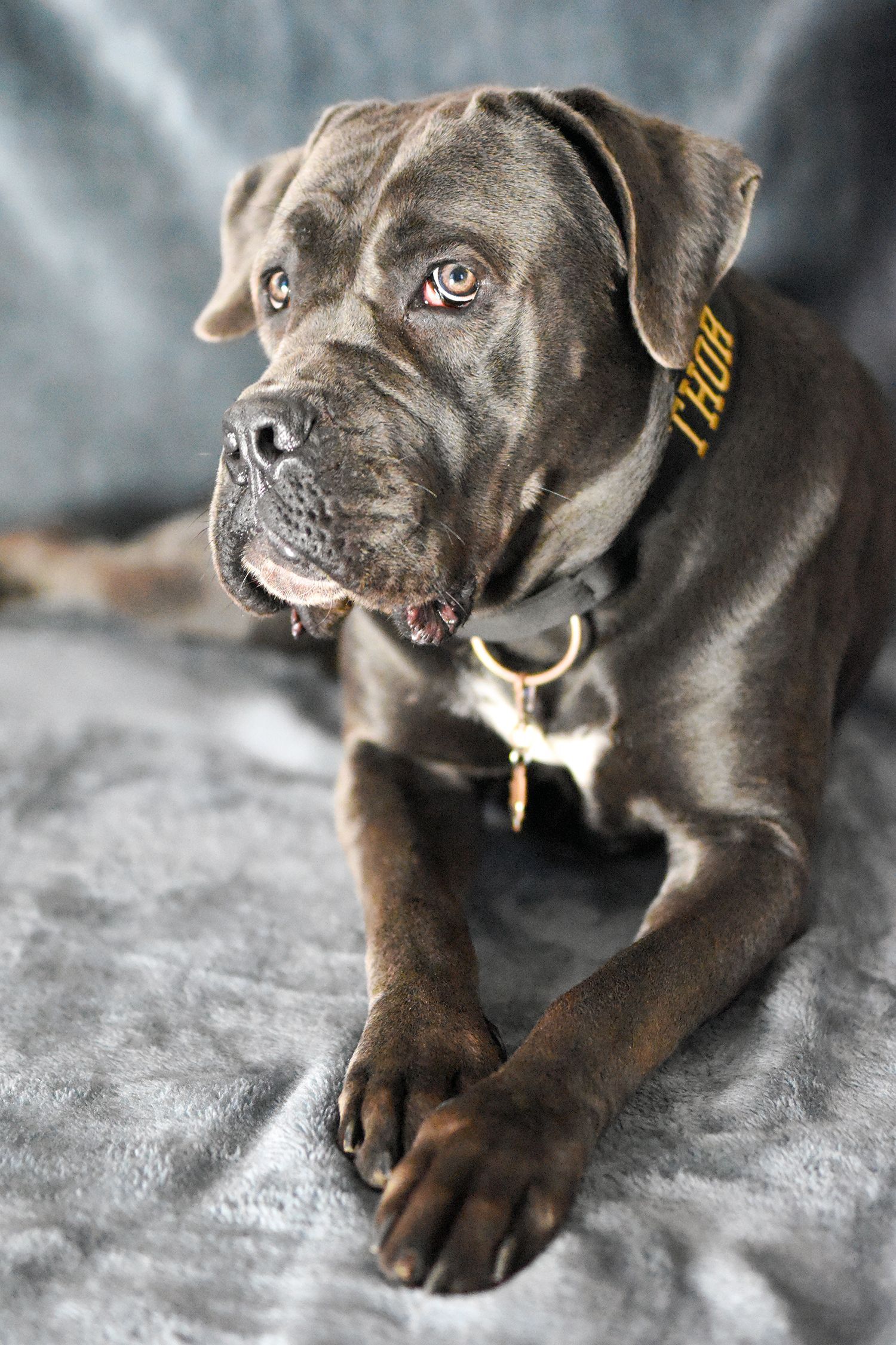 Beautiful pet mastiff photographed in Poole, Dorset
