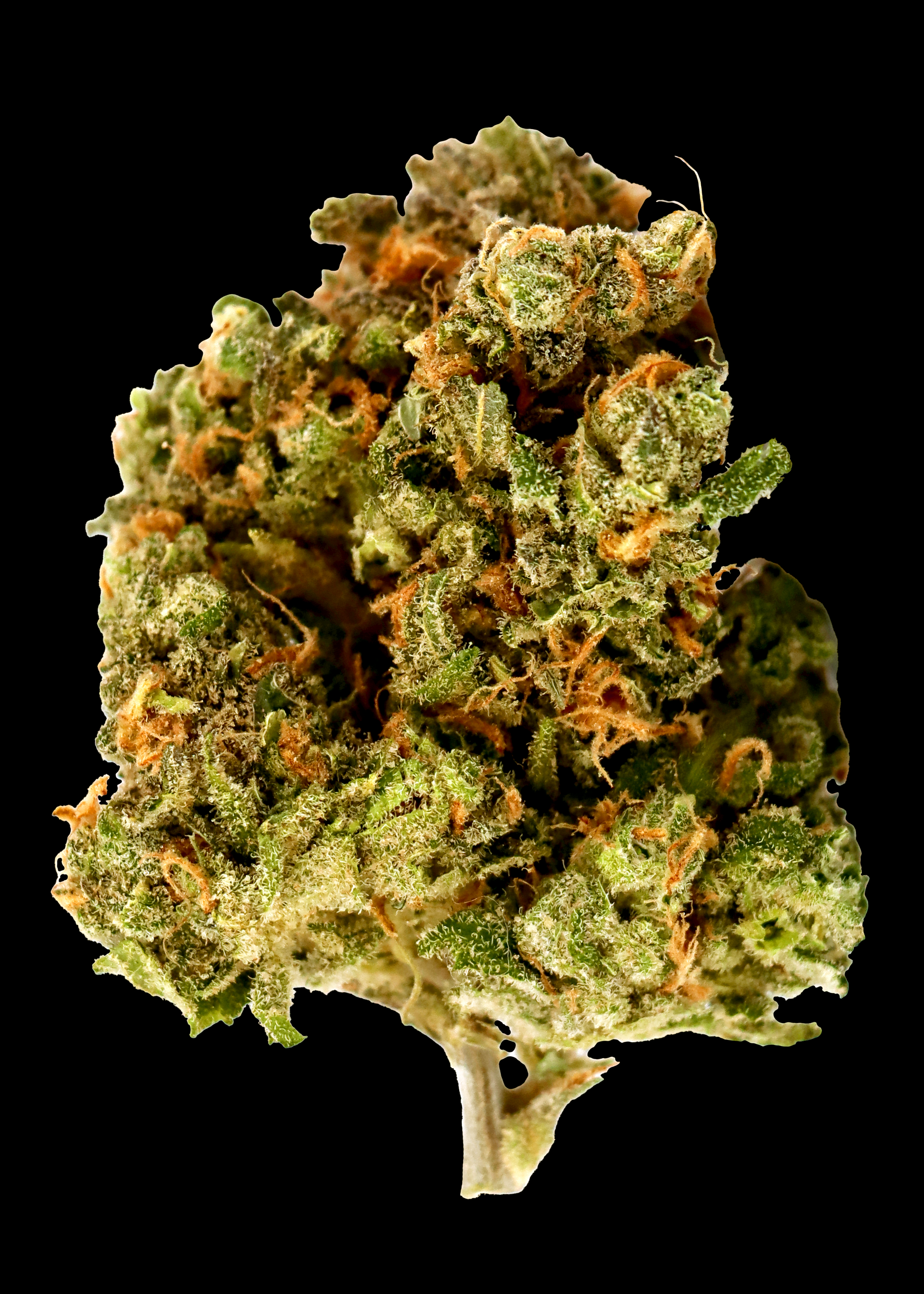 Blue Dream
