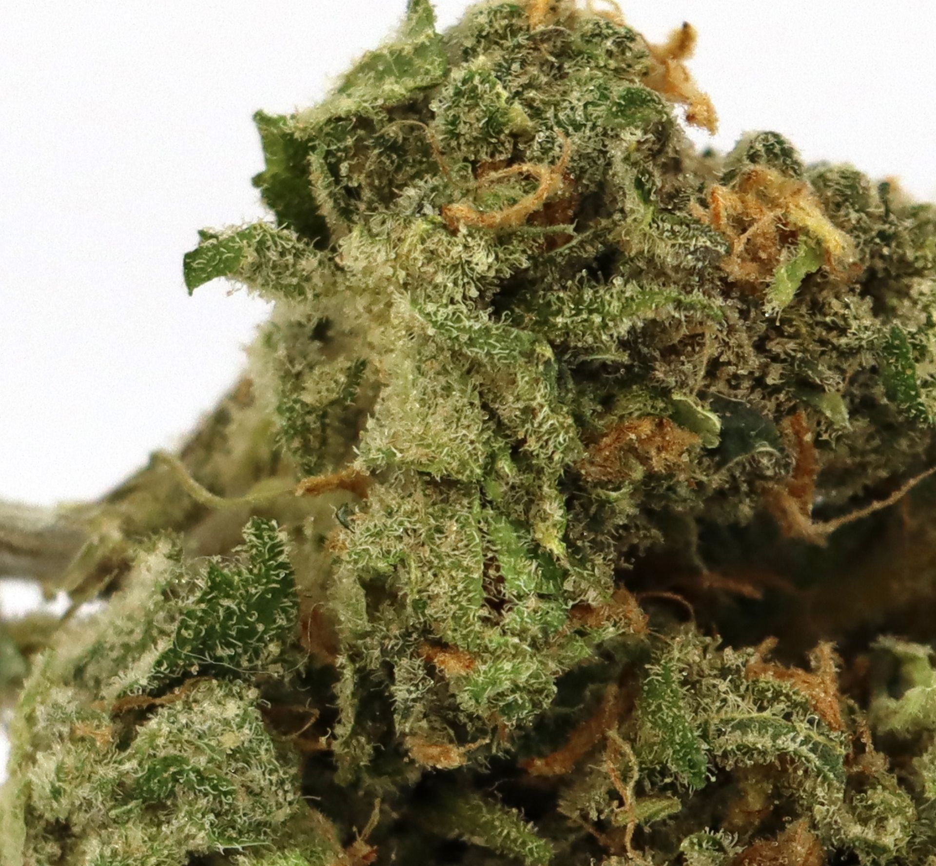 close up of blue dream weed
