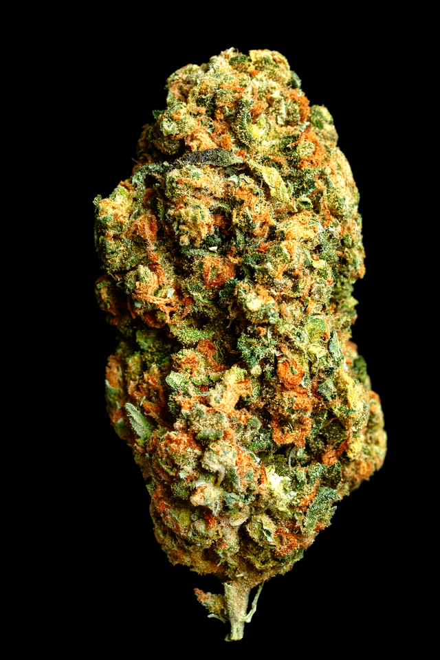 ジャパメタ XJ-13 – Curated Cannabis