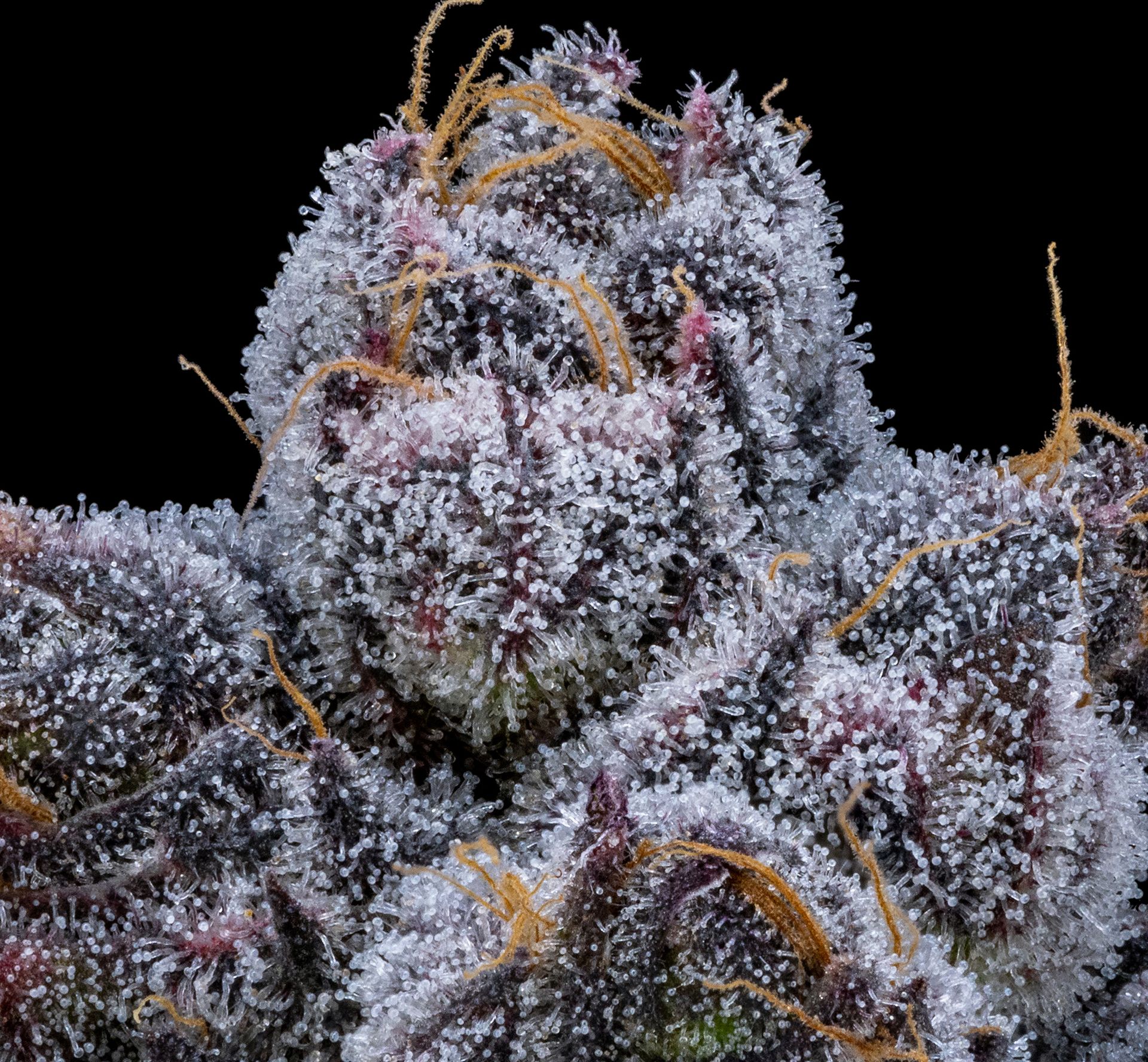closeup of violet fog weed