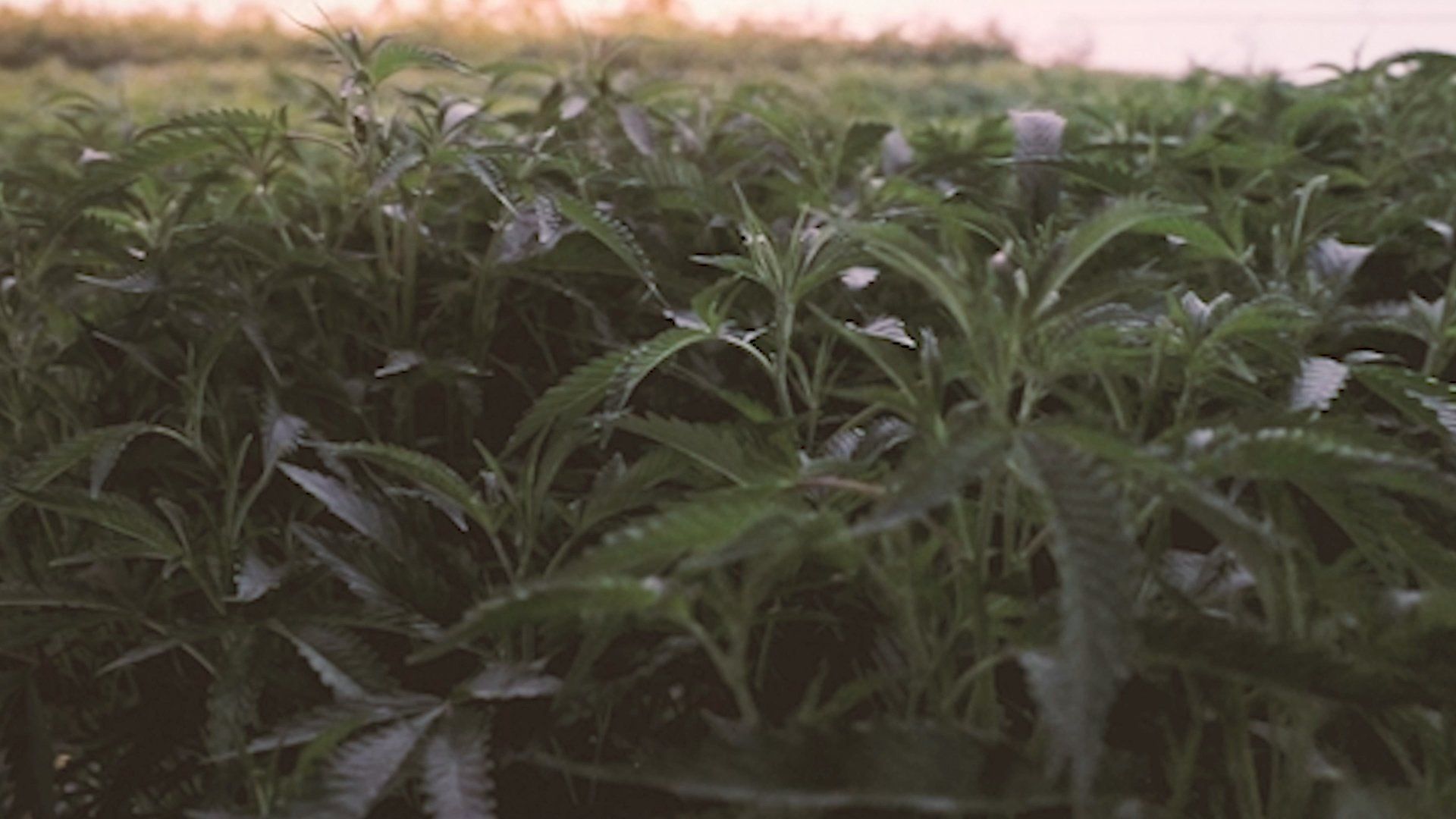 The Art of Cannabis Cloning: A Guide to Propagation