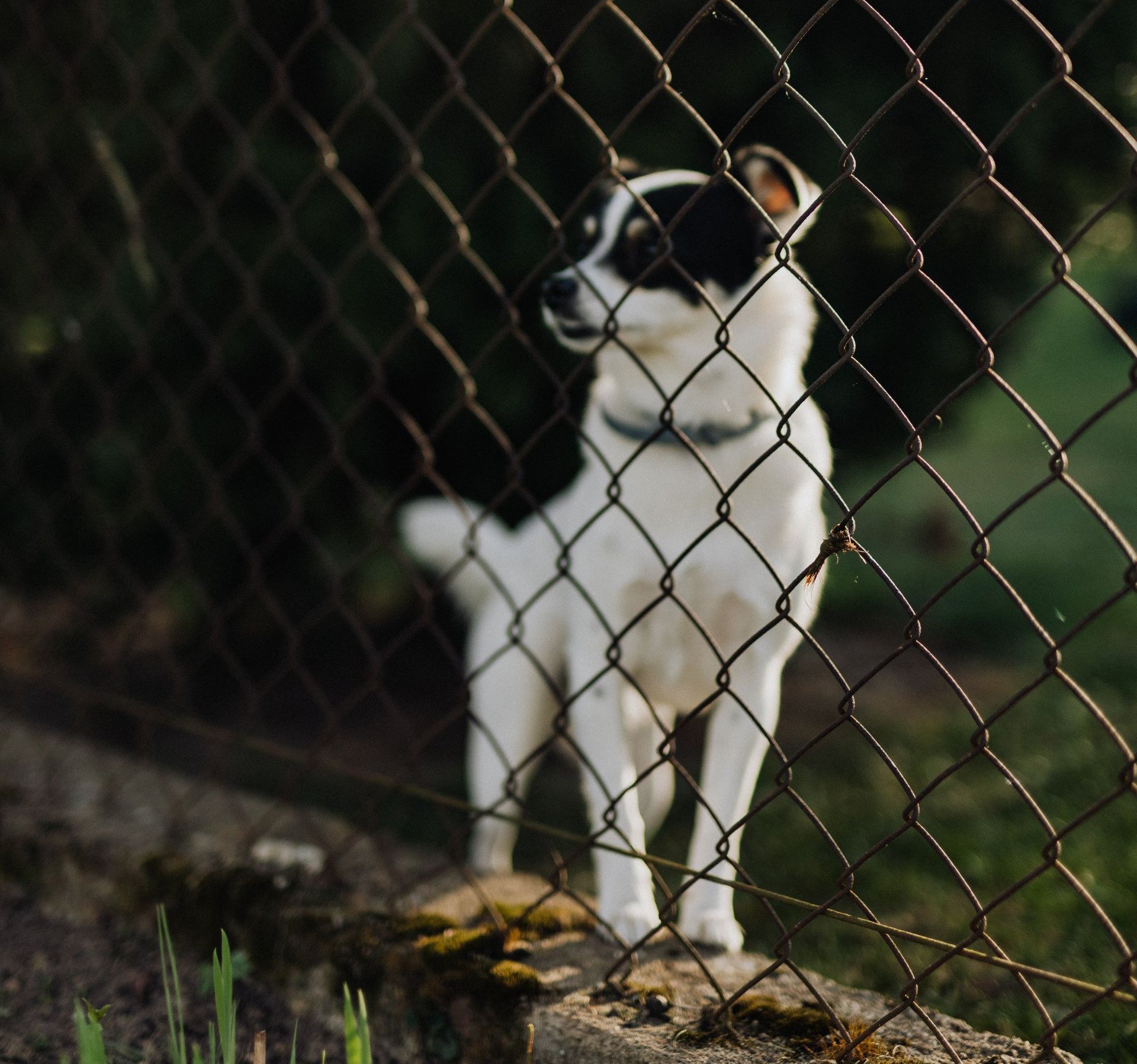 dog park fence illinois