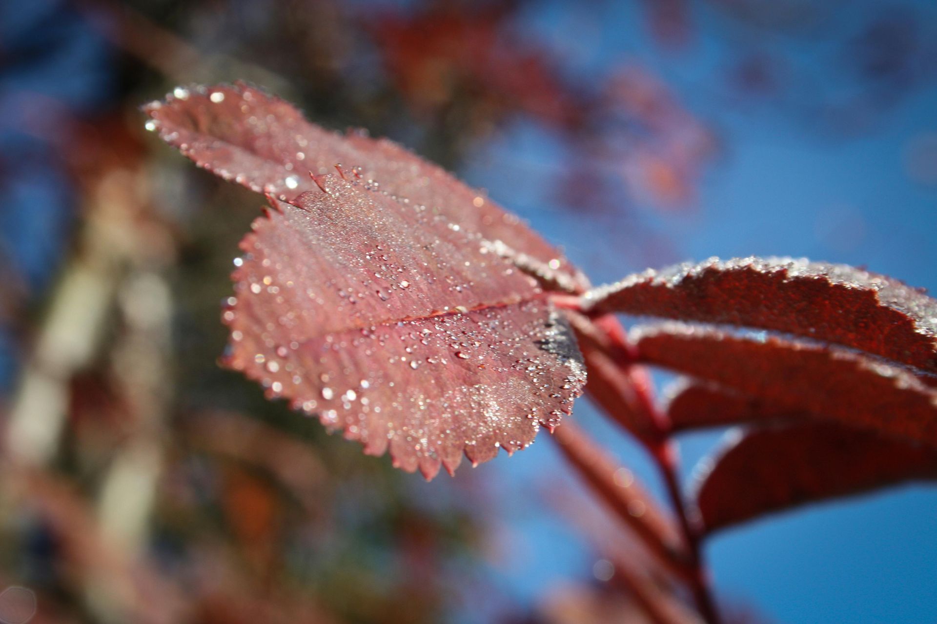 Red leaves with white frost, against a blurred blue background.
