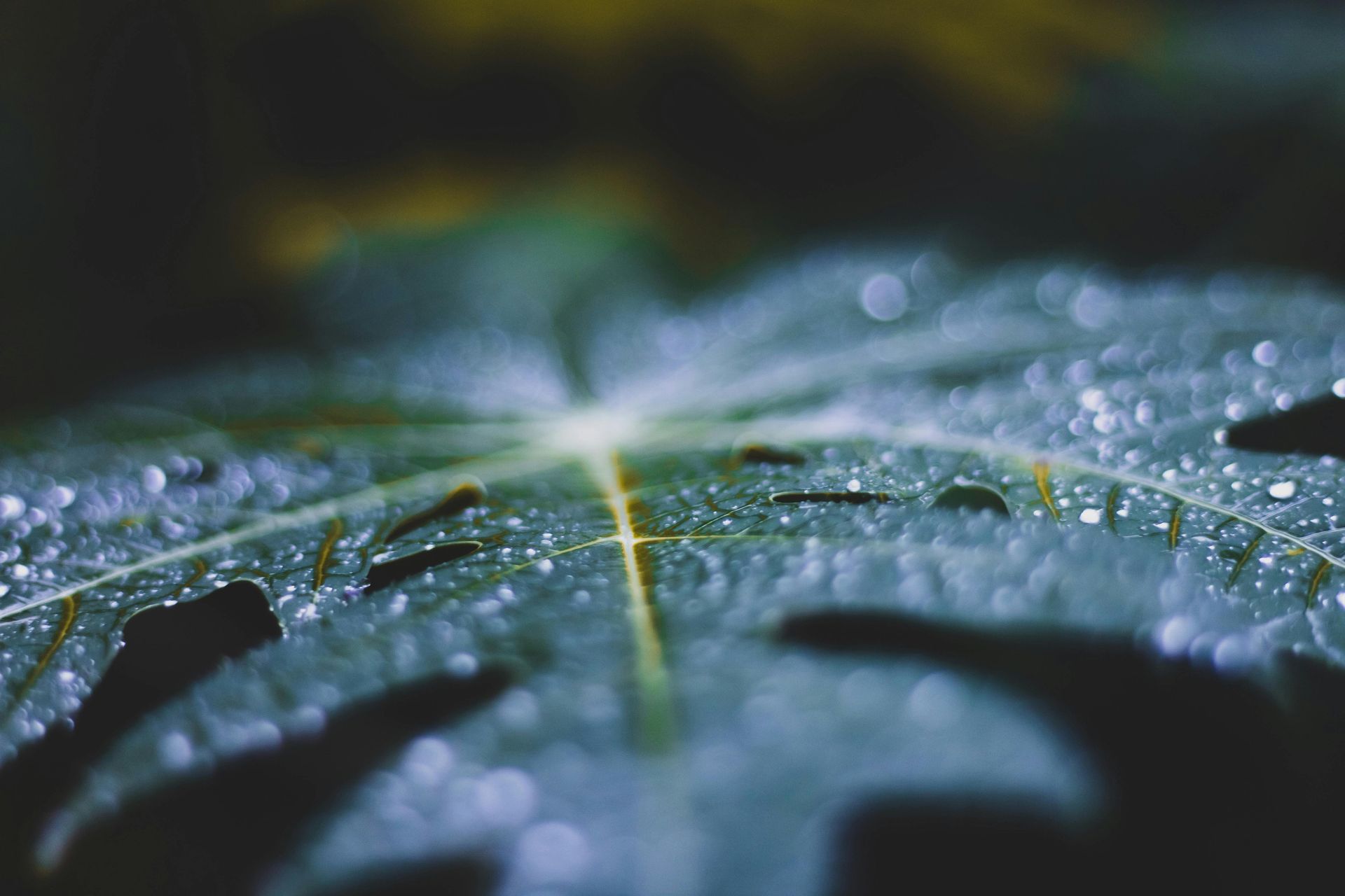 Close-up of a green leaf with water droplets, reflecting light. Dark background.