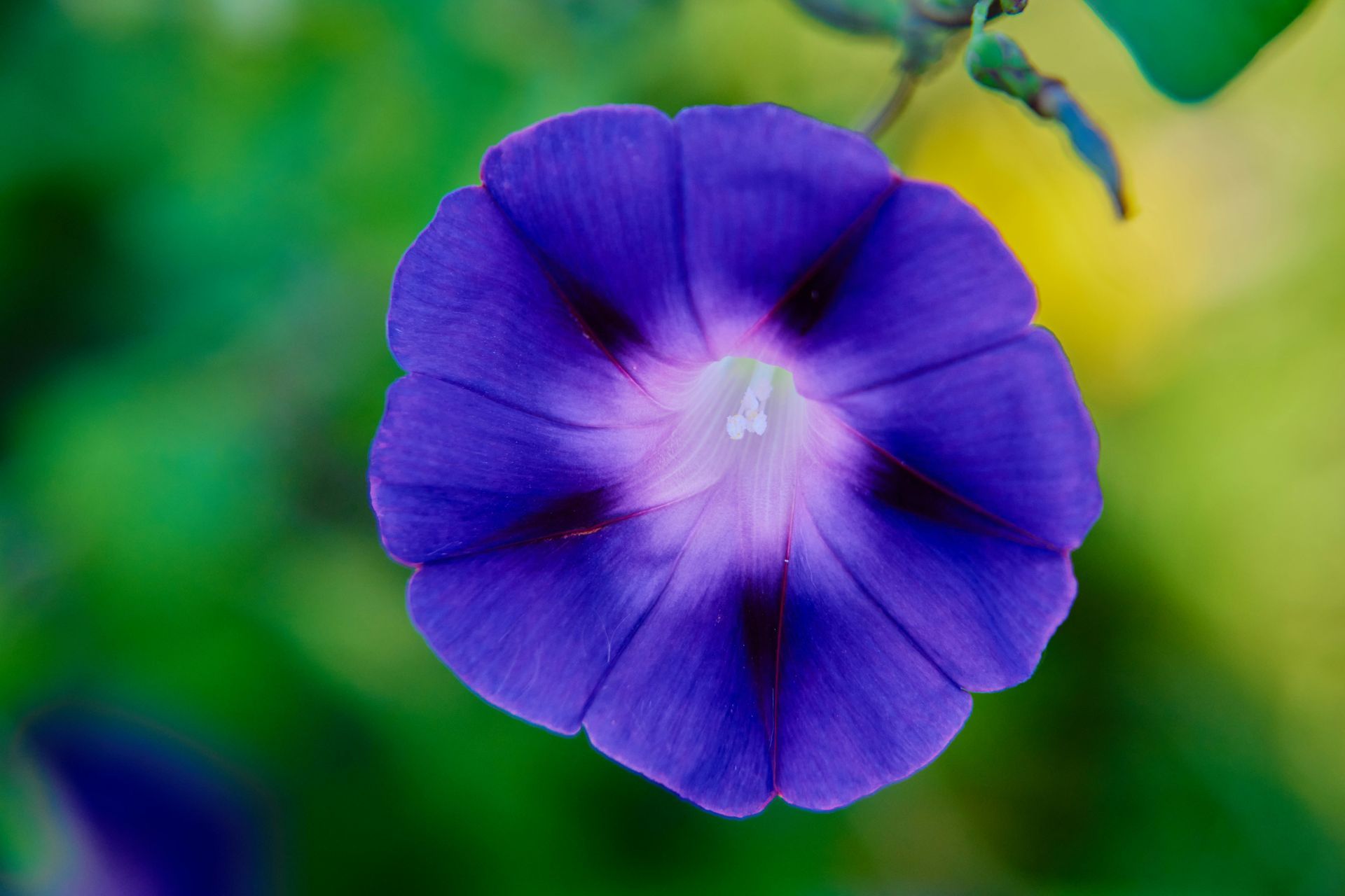 Close-up of a vibrant blue morning glory flower with a purple center and dark accents.