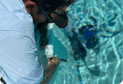 A person in a light shirt and baseball cap reaches into a blue swimming pool, holding a small object toward the water.
