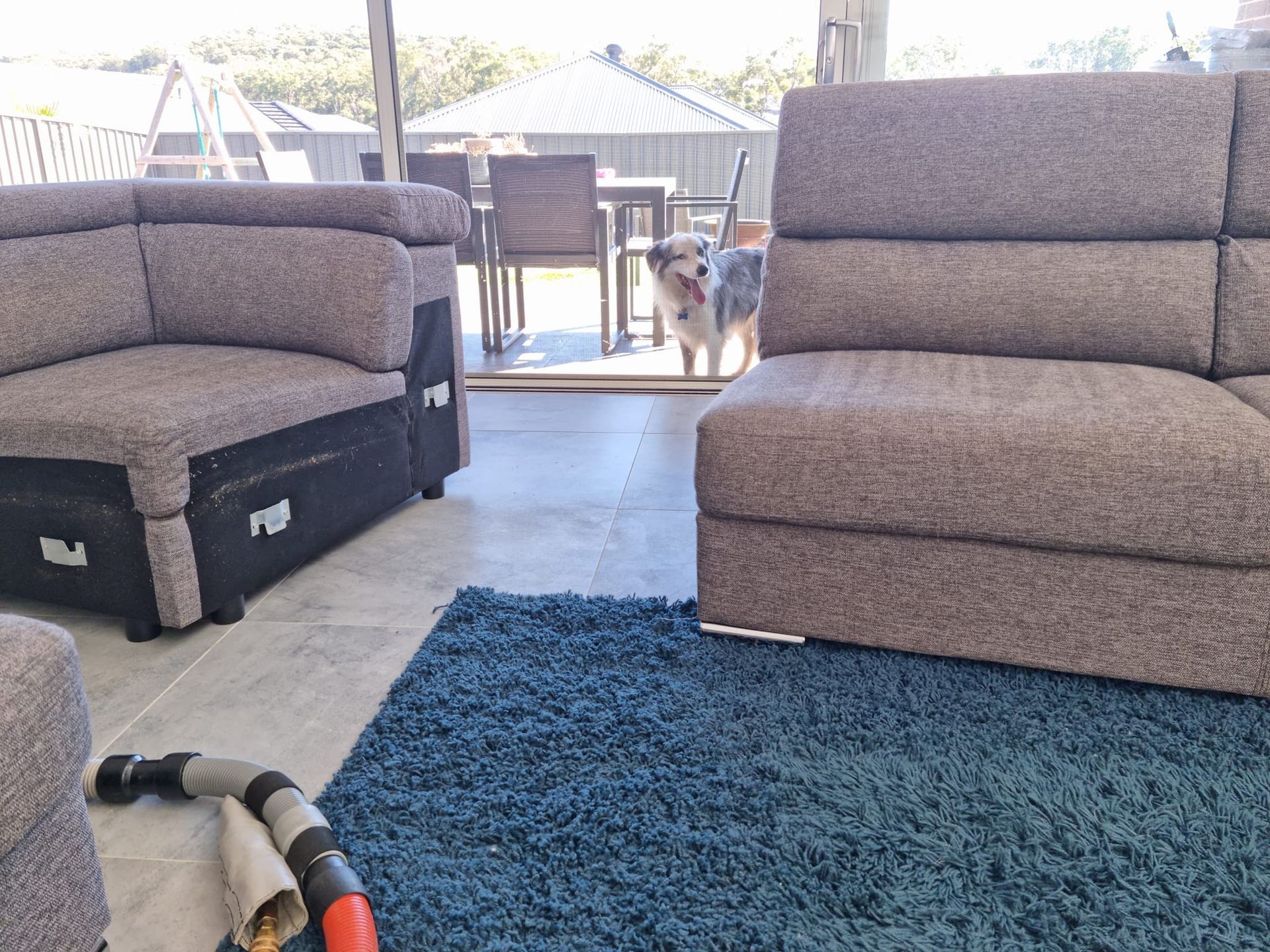 A dog standing next to a couch in a living room — Lake Macquarie Carpet Cleaning In Warners Bay, NSW
