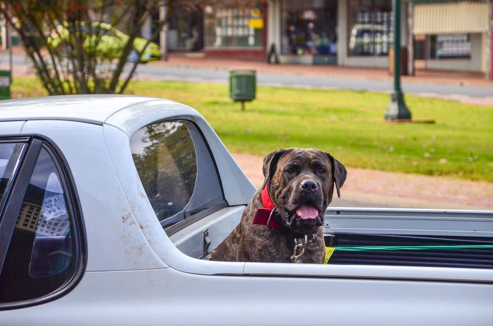 A Dog Is Sitting in The Back of A Truck — FBM Fabrication In Nowra, NSW