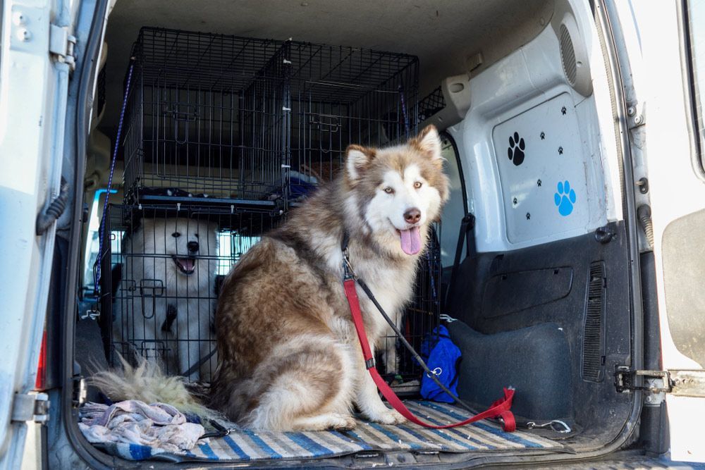 A Husky Dog Is Sitting in The Back of A Van — FBM Fabrication In Wollongong, NSW