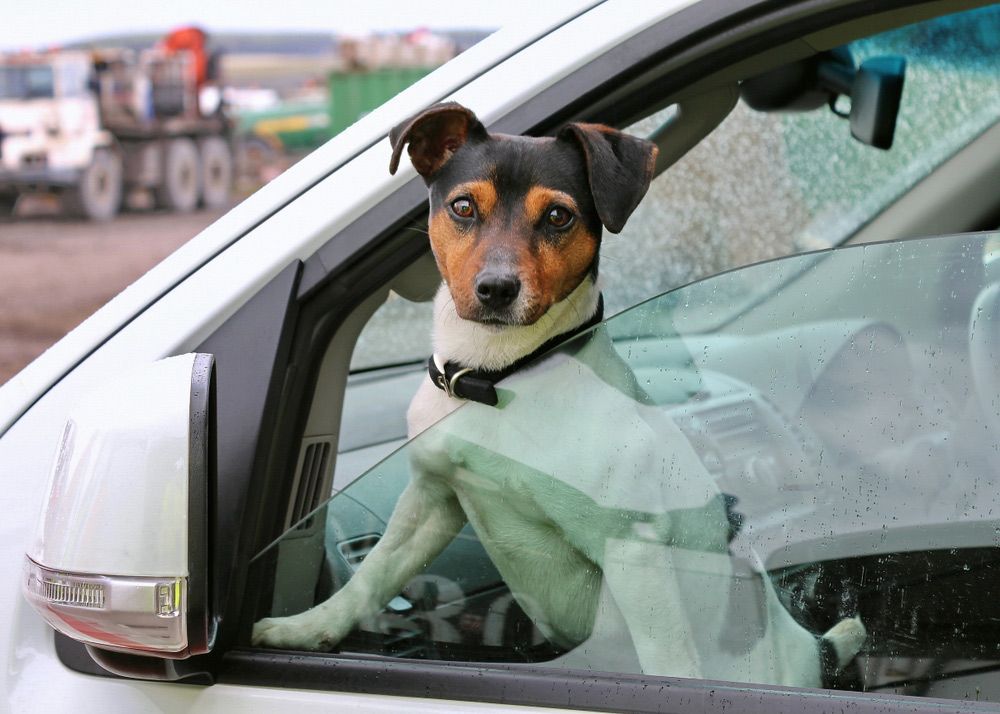 A Small Dog Is Sticking Its Head out Of a Car Window — FBM Fabrication In Dapto, NSW