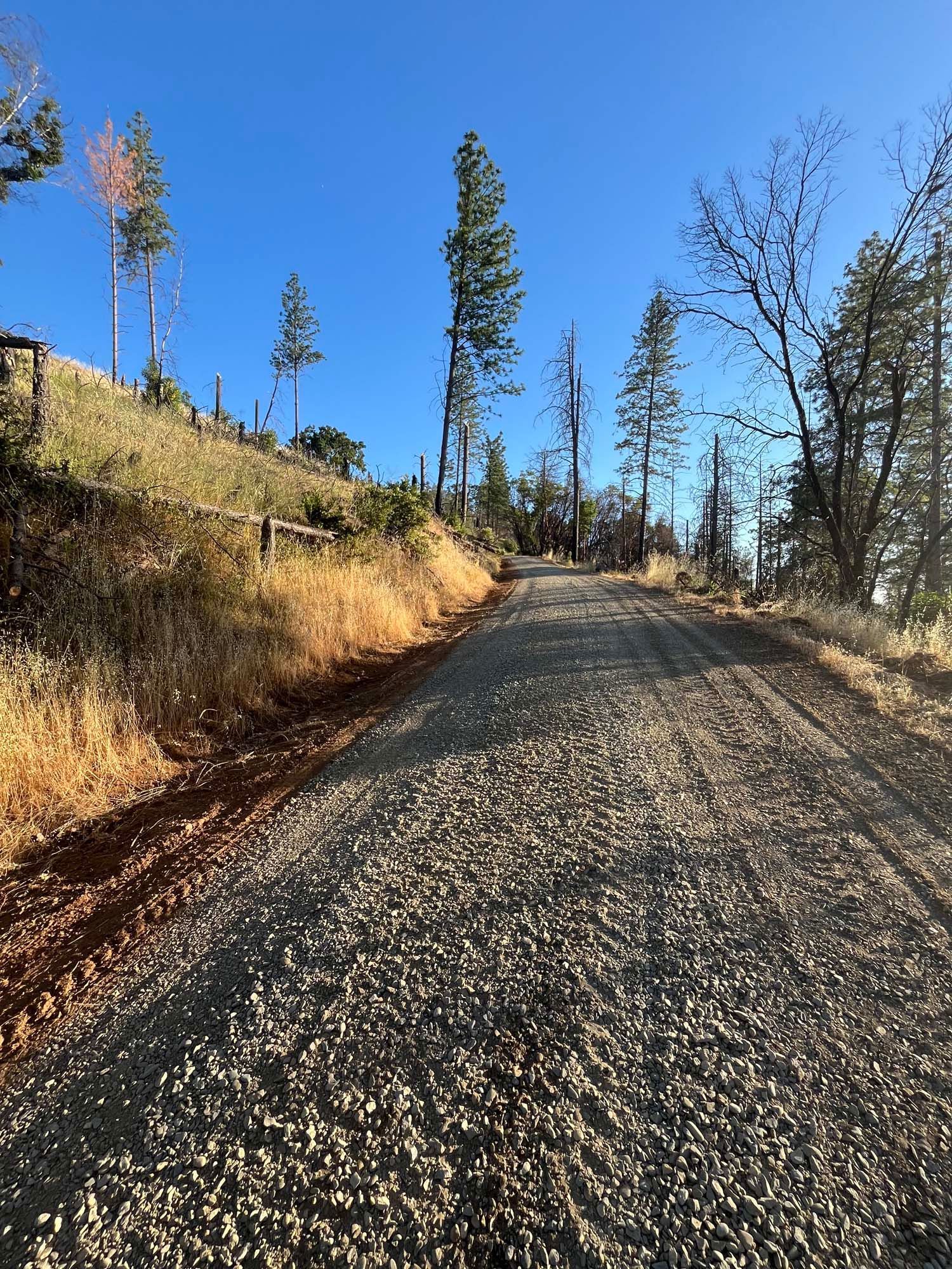 Gravel road through a sunlit landscape with tall trees and dry grass under a blue sky.