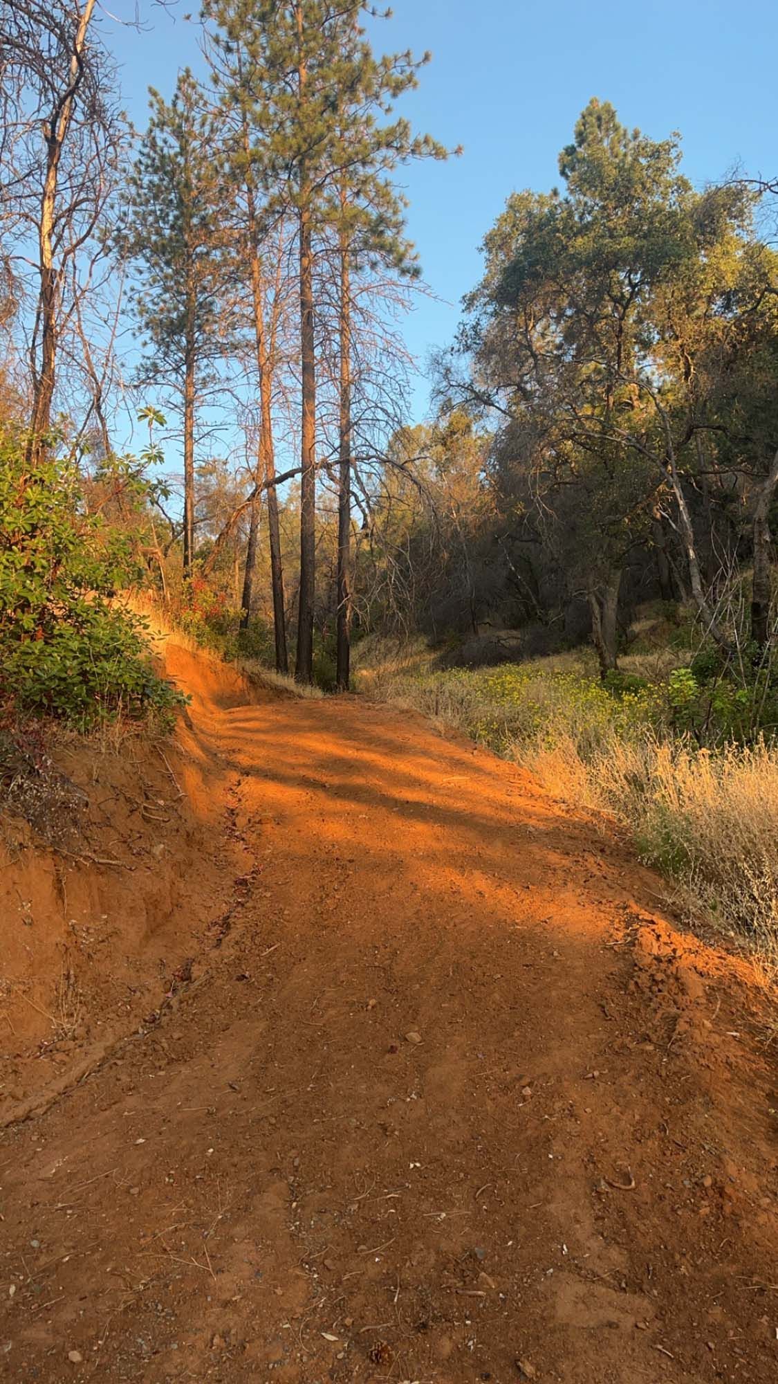 Dirt path through a sunlit forest with tall trees and golden grasses.