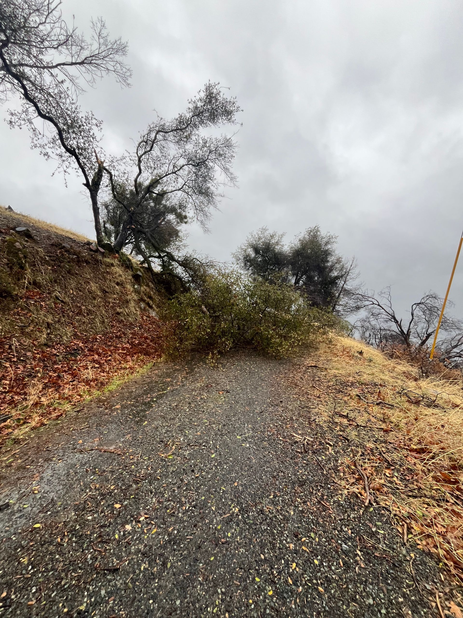 Gravel path strewn with leaves, partly blocked by fallen branches, under overcast sky. Trees on hillside.