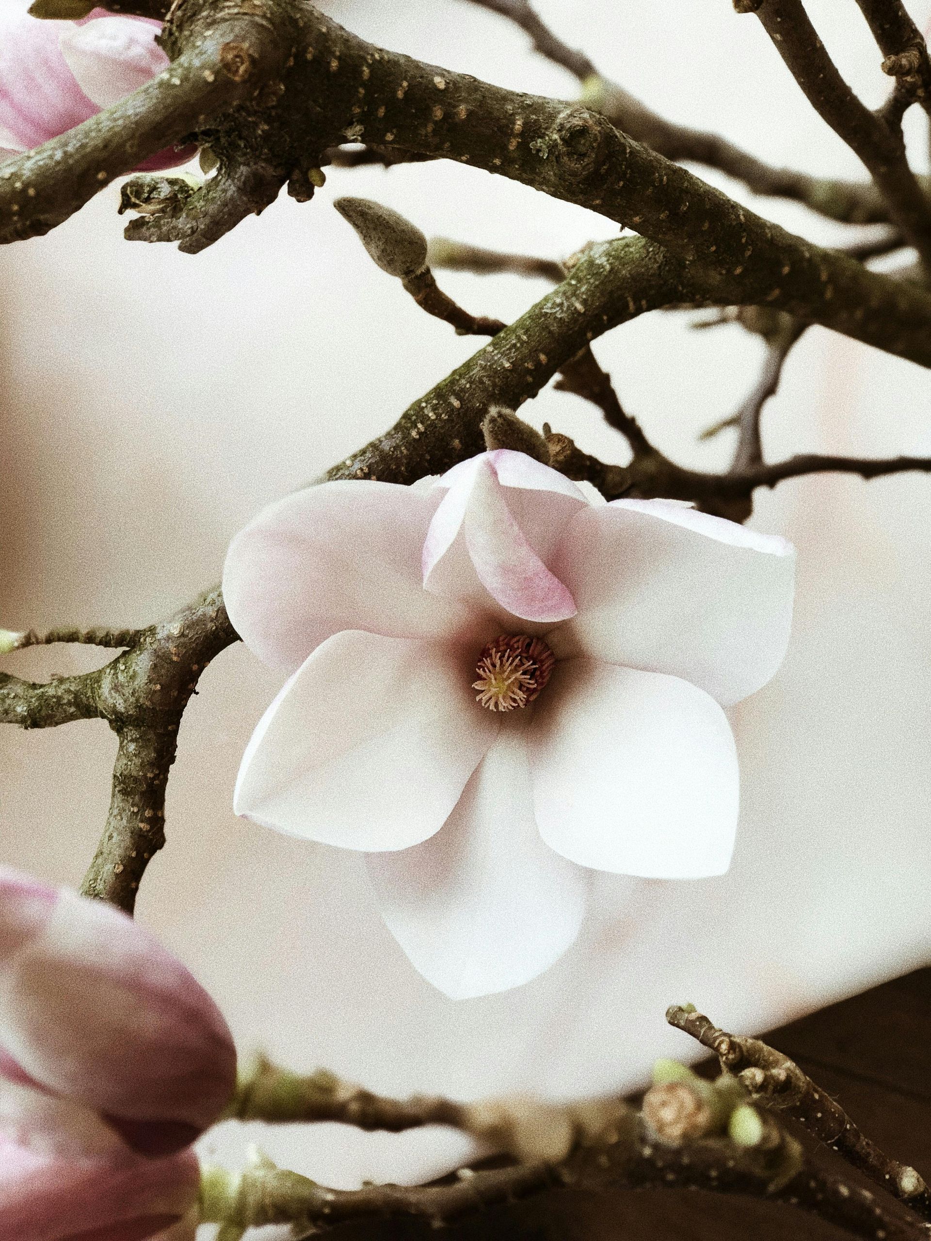 Pale pink magnolia flower blooming on a brown branch.