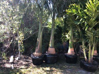 Palm Trees — Port Charlette — Gustavo Flores Lawn Service