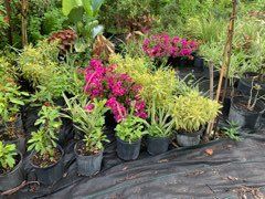 Beautiful Plants — Port Charlette, FL — Gustavo Flores Lawn Service