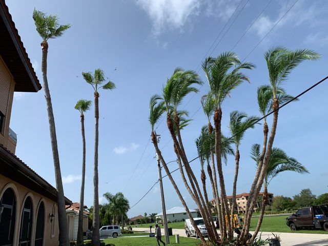 Bend Palm Trees — Port Charlette — Gustavo Flores Lawn Service