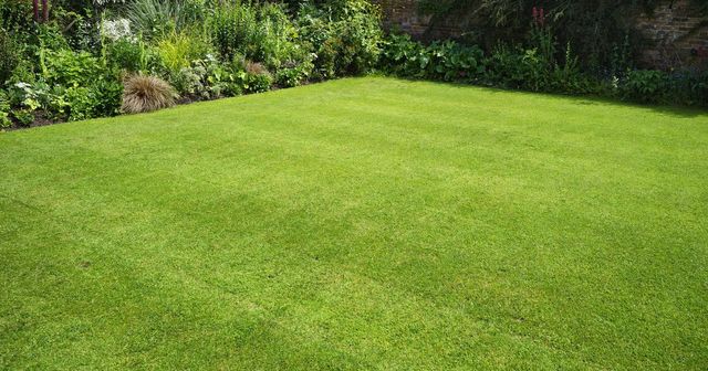 Newly laid lawn hitchin