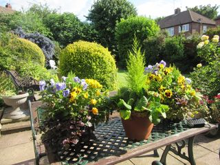 Potted flowers on table in garden