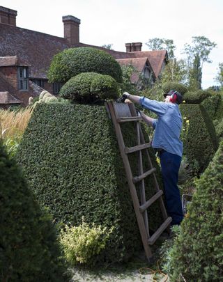 Gardener practicing topiary