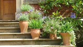 Mediterranean-style pots and plants
