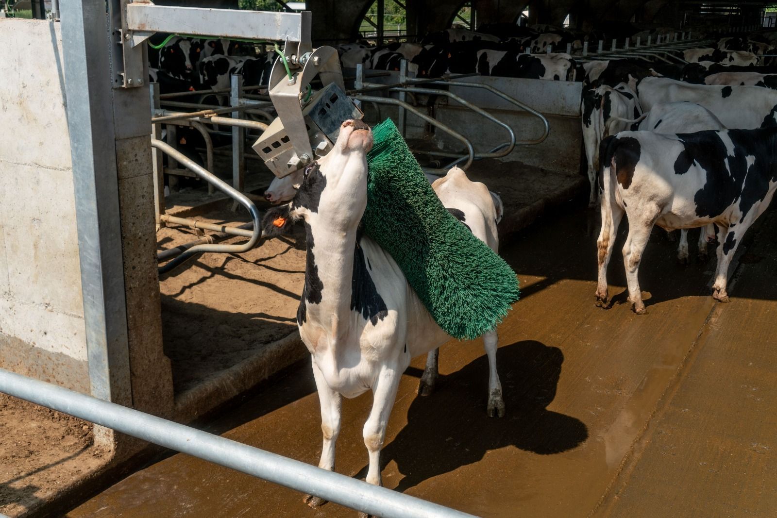 Soluzioni per la zootecnia