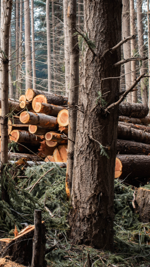 tree-service-shelton-connecticut