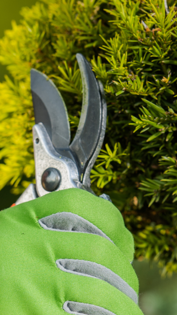 tree-service-shelton-connecticut