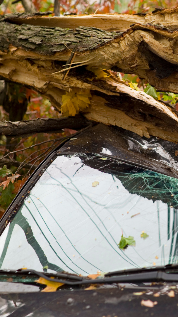 tree-service-shelton-connecticut