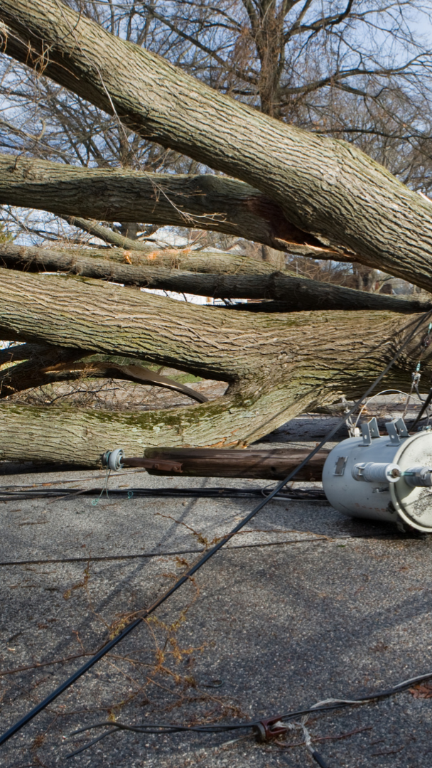 tree-service-shelton-connecticut