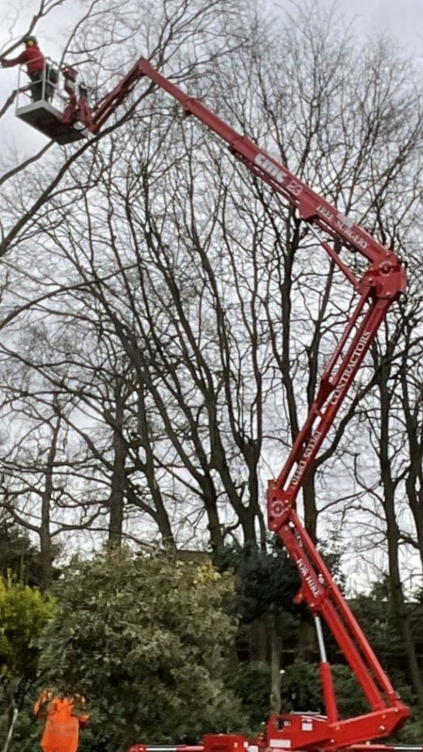 tree-service-shelton-connecticut