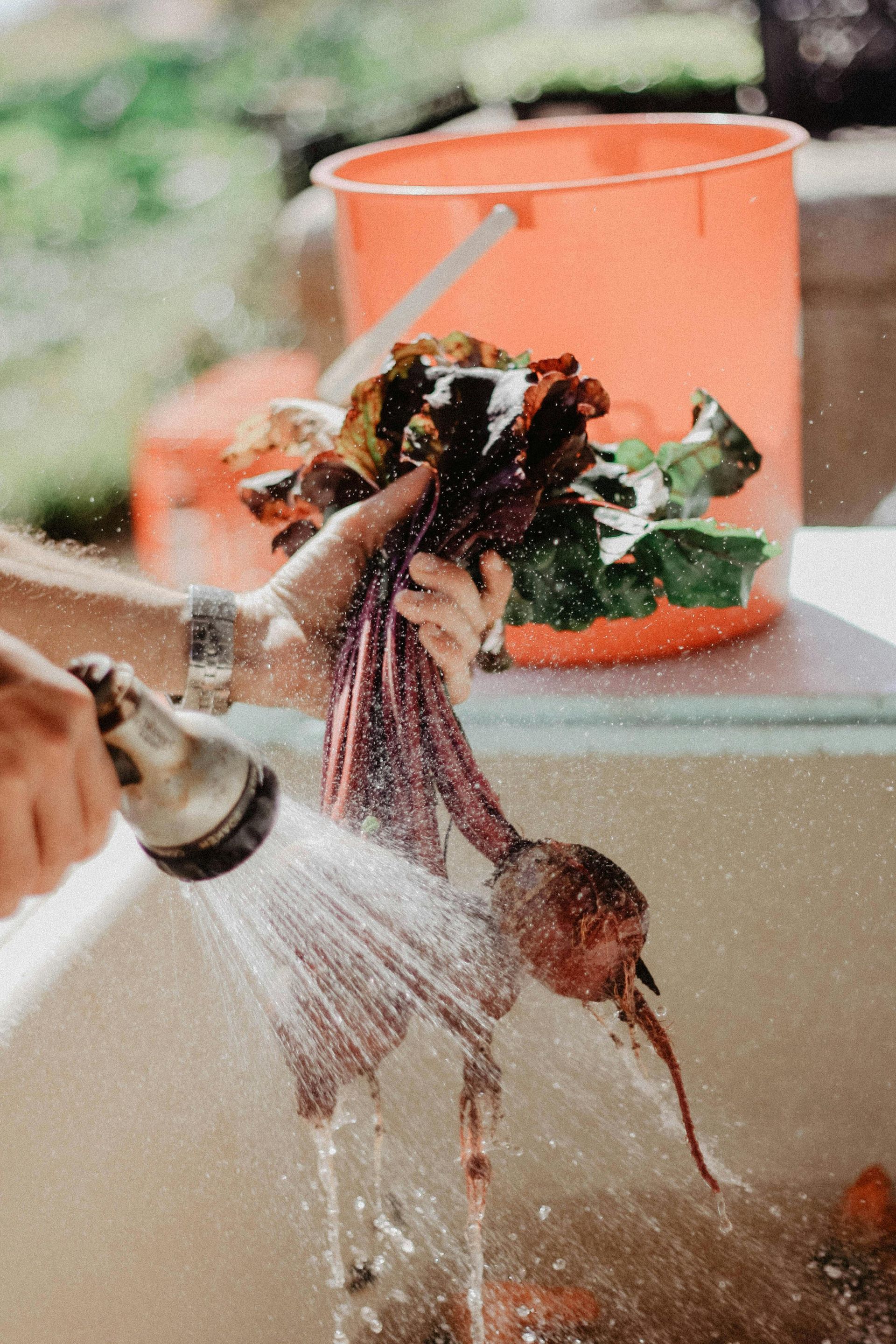Person washing beets with a hose in a sink, orange bucket in background.