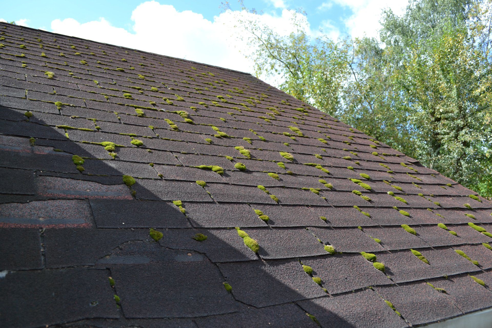 roof with moss growth