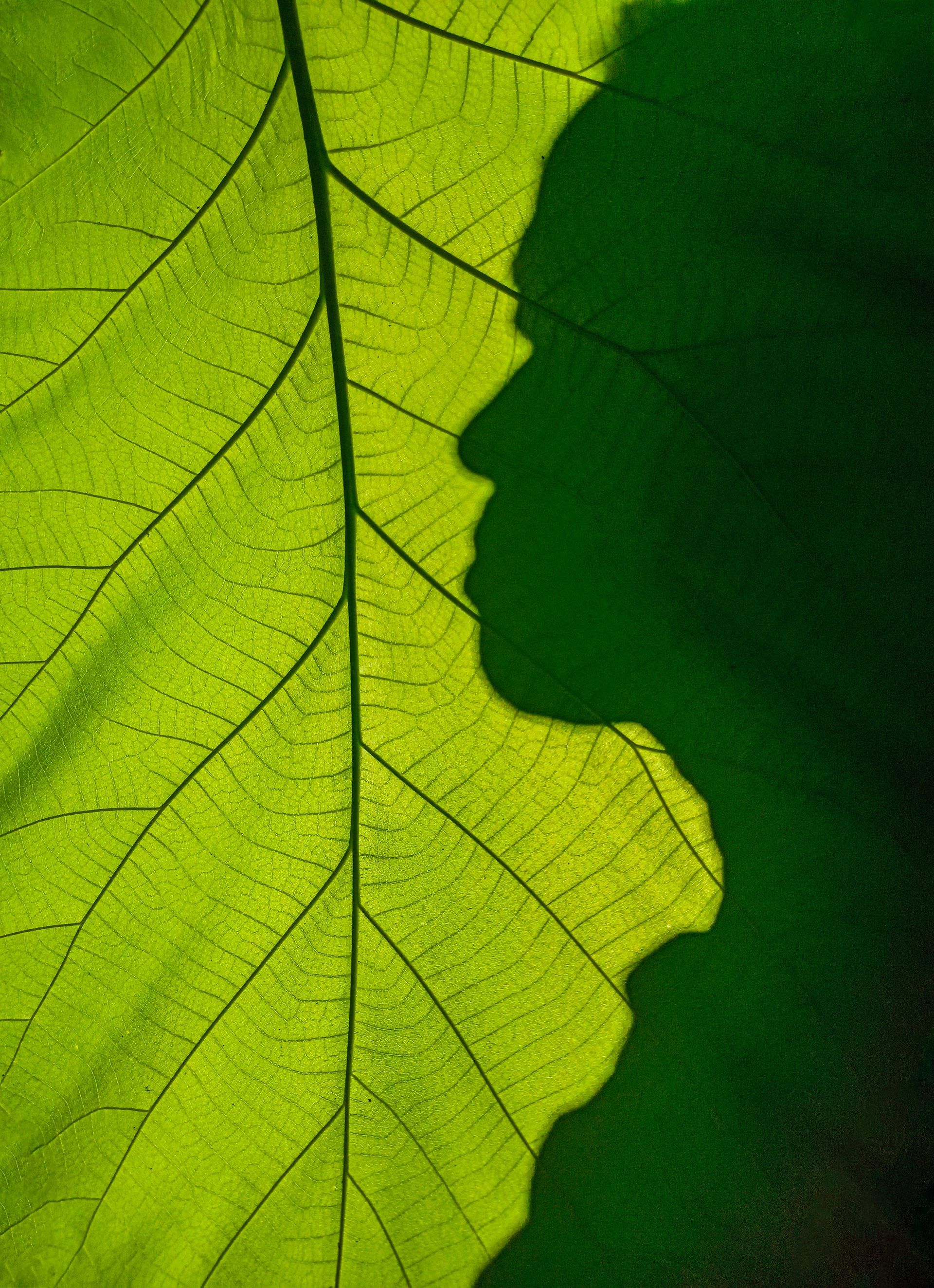 Anja Ebert - Bioresonanz Anja Ebert - Kopf-und Oberkörpersilhouette vor einem grünen Blatt