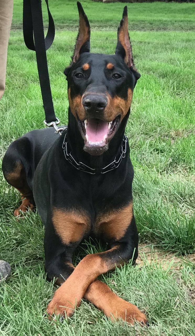 Doberman PUPPIES | Ruth's Dobermans & Lil' Paws