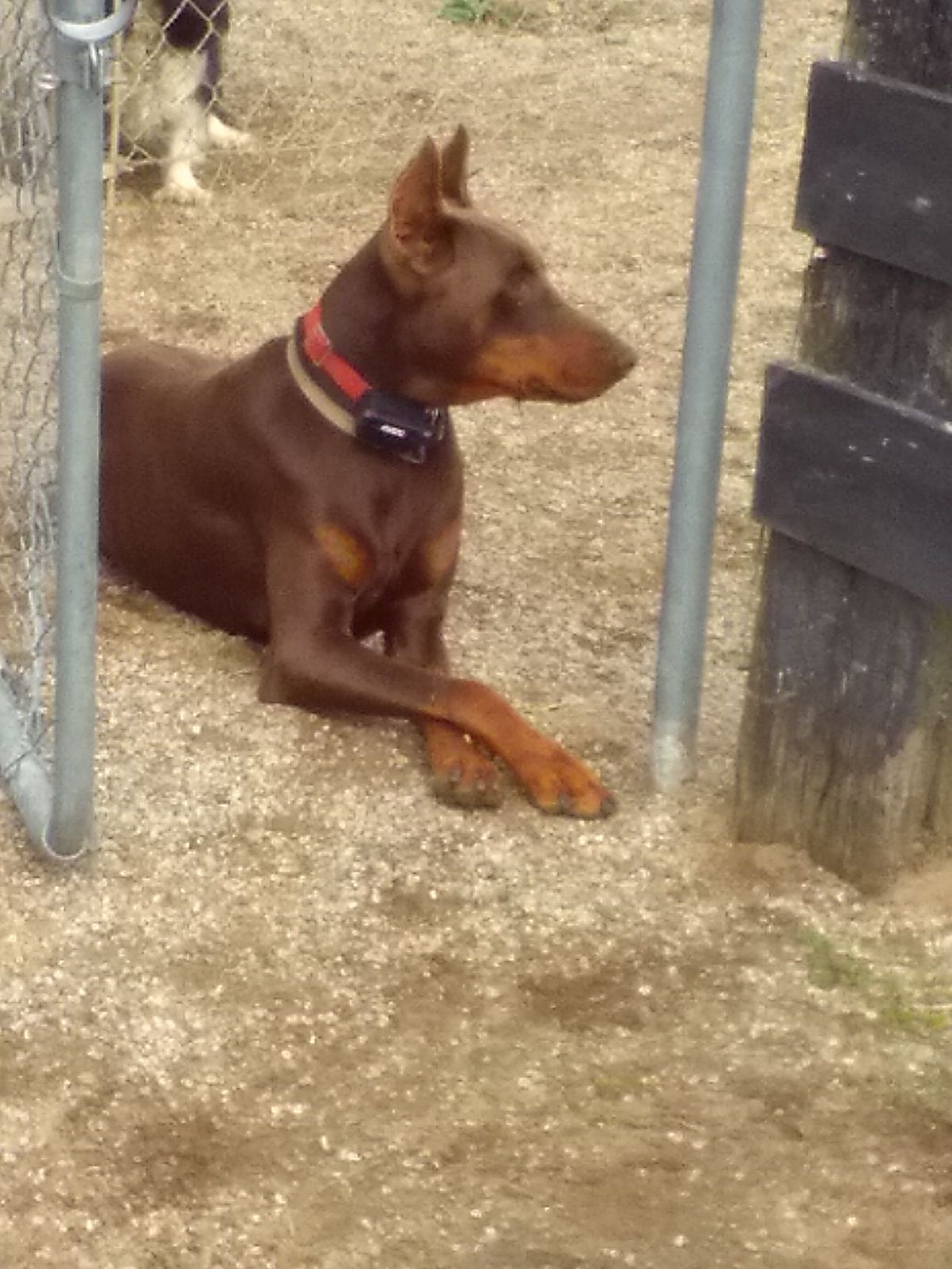 A brown dog is laying on the ground next to a chain link fence.