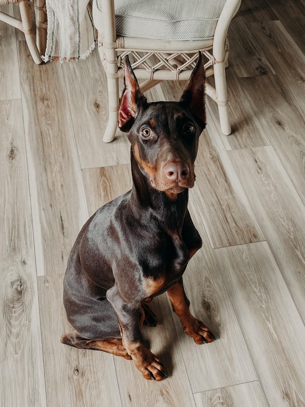A small brown Doberman dog is sitting on a wooden floor looking at the camera.