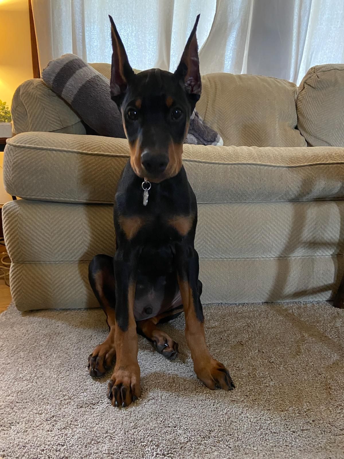 A Doberman puppy is sitting on the floor in front of a couch.