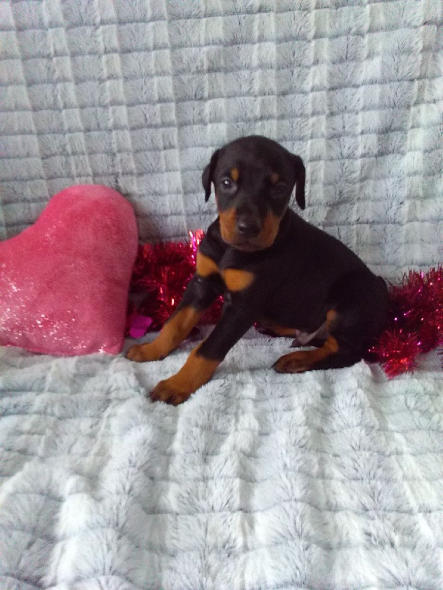 A puppy is sitting on a bed next to a pink heart shaped pillow.
