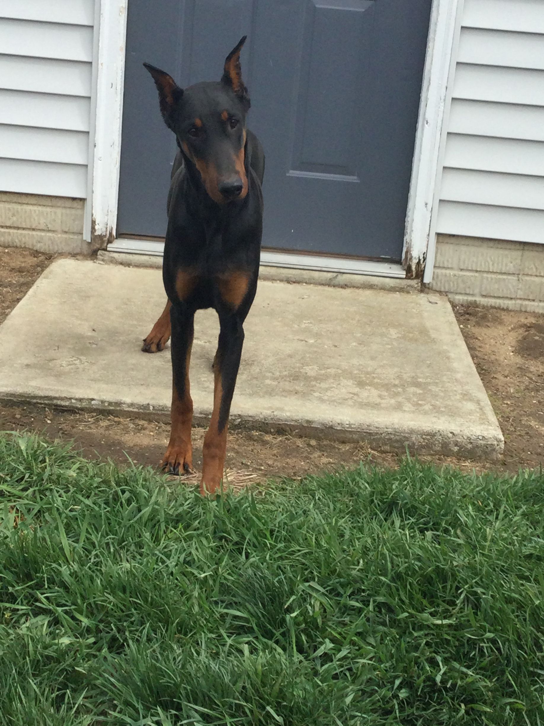 A black and brown Doberman dog is standing in front of a house.