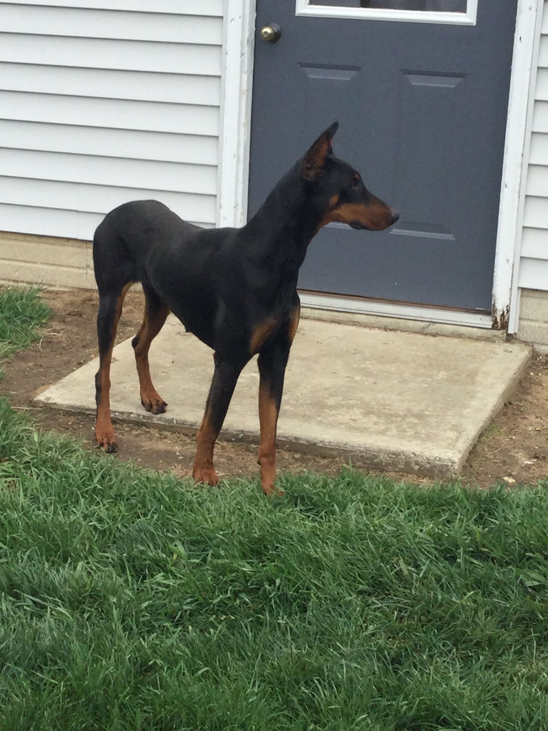 A Doberman dog is standing in the grass in front of a door.